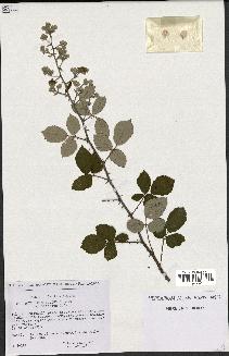 spécimen de Rubus ulmifolius