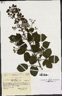 spécimen de Rubus ulmifolius