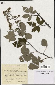 spécimen de Rubus ulmifolius