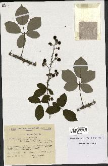 spécimen de Rubus ulmifolius