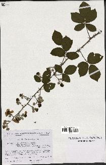 spécimen de Rubus ulmifolius