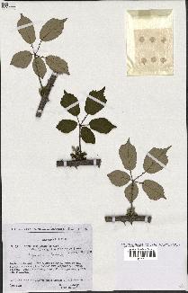 spécimen de Rubus ulmifolius