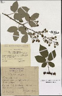 spécimen de Rubus ulmifolius