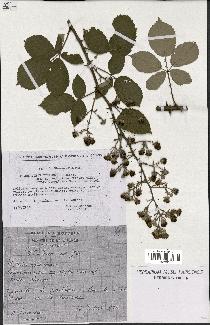 spécimen de Rubus ulmifolius