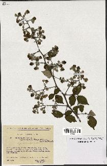 spécimen de Rubus ulmifolius