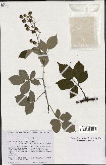 spécimen de Rubus ulmifolius