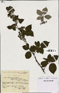 spécimen de Rubus ulmifolius