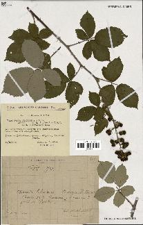 spécimen de Rubus ulmifolius