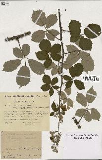 spécimen de Rubus ulmifolius