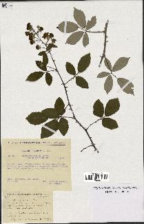 spécimen de Rubus ulmifolius