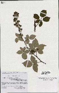 spécimen de Rubus ulmifolius
