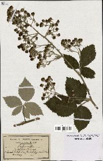 spécimen de Rubus nothus