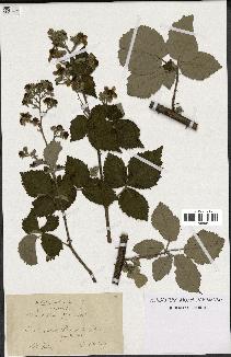 spécimen de Rubus nothus