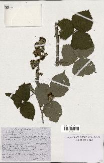 spécimen de Rubus ulmifolius x caesius