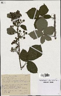 spécimen de Rubus ulmifolius x caesius