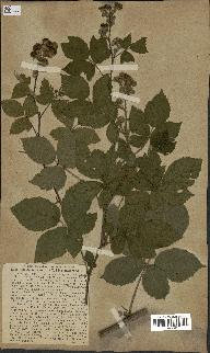 spécimen de Rubus dumetorum