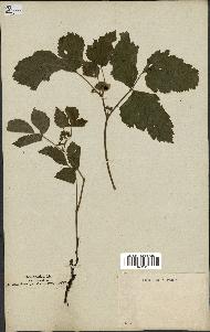 spécimen de Rubus saxatilis