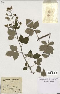 spécimen de Rubus lemaitrei