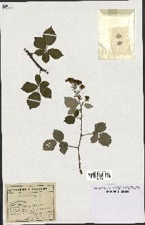 spécimen de Rubus lemaitrei
