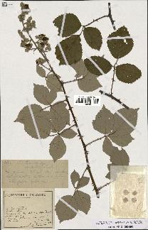 spécimen de Rubus lemaitrei