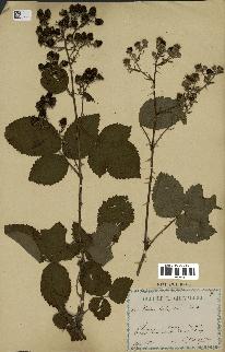 spécimen de Rubus holerythrus