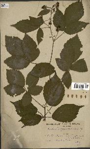 spécimen de Rubus disjunctus