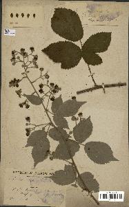 spécimen de Rubus carpinifolius