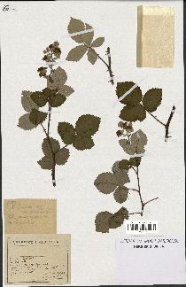 spécimen de Rubus lemaitrei