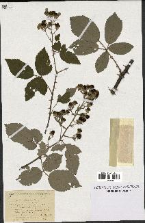 spécimen de Rubus lemaitrei
