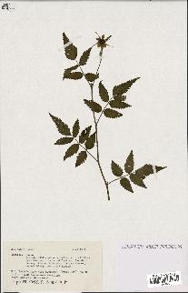 spécimen de Rubus sp.