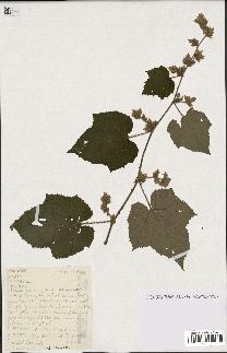 spécimen de Rubus sp.
