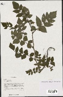 spécimen de Rubus lutescens