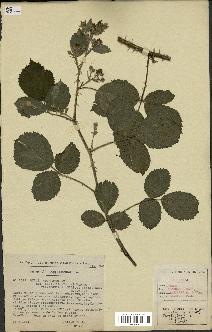 spécimen de Rubus adornatus