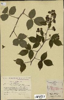 spécimen de Rubus adornatus