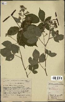 spécimen de Rubus adornatus