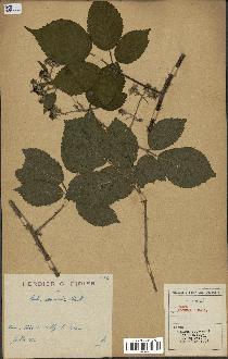 spécimen de Rubus adornatus