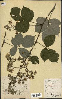 spécimen de Rubus apiculatus