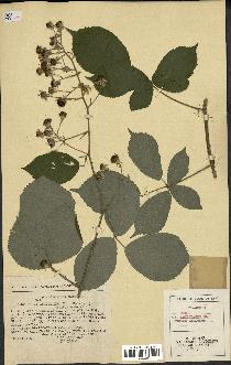 spécimen de Rubus apiculatus