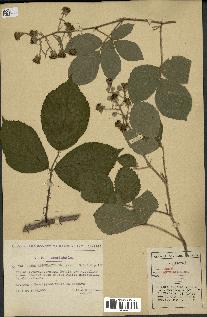 spécimen de Rubus apiculatus