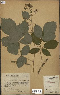 spécimen de Rubus apiculatus