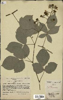 spécimen de Rubus apiculatus