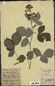 spécimen de Rubus apiculatus