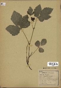 spécimen de Rubus saxatilis