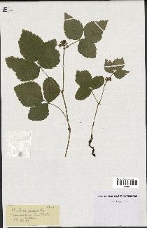 spécimen de Rubus saxatilis