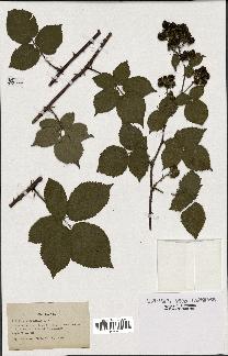 spécimen de Rubus imbricatus