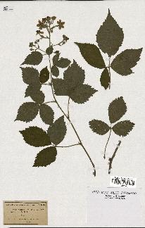 spécimen de Rubus sprengelii