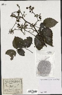 spécimen de Rubus pinnatus