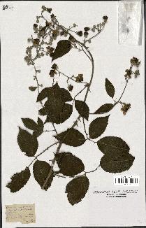 spécimen de Rubus striatus