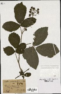 spécimen de Rubus macrophylloides