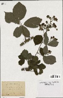 spécimen de Rubus prolongatus